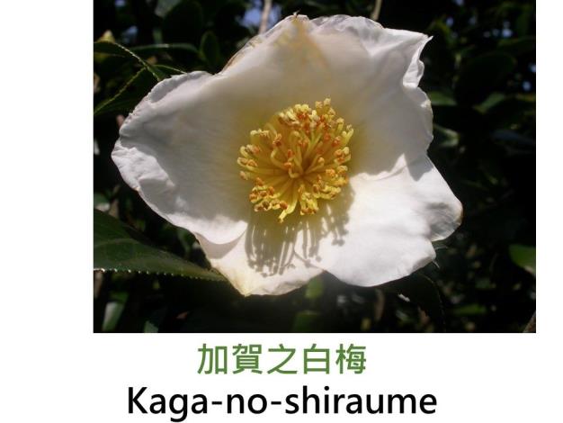 加賀之白梅Kaga-no-shiraume.JPG