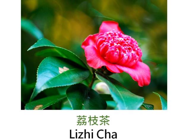 荔枝茶Lizhi Cha.JPG