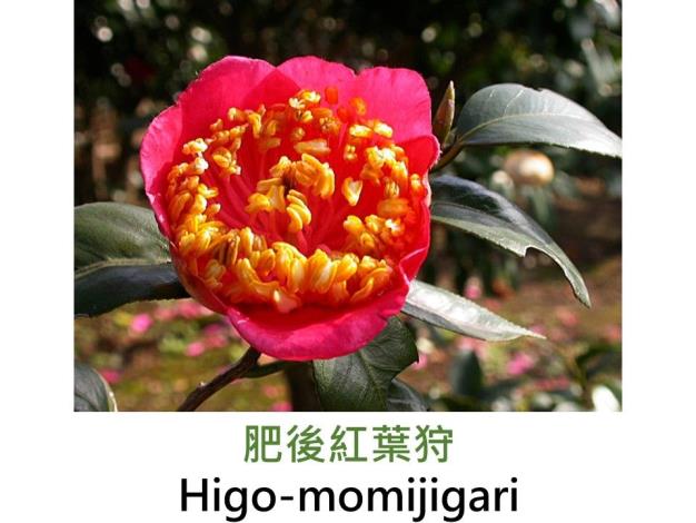 肥後紅葉狩Higo-momijigari.JPG