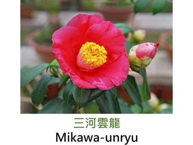 三河雲龍Mikawa-unryu .JPG