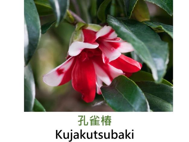 孔雀椿Kujakutsubaki.JPG