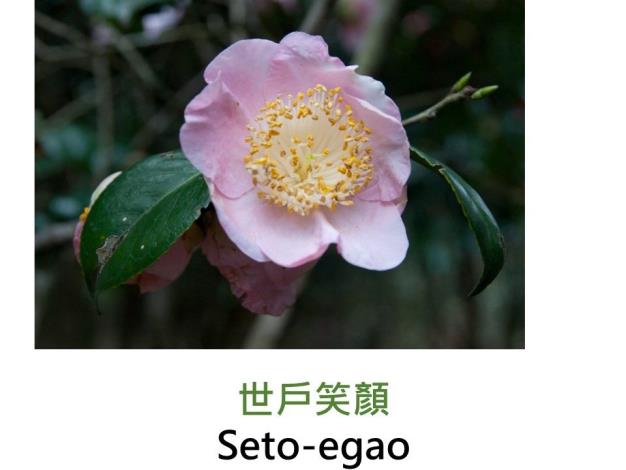 世戶笑顏Seto-egao.JPG