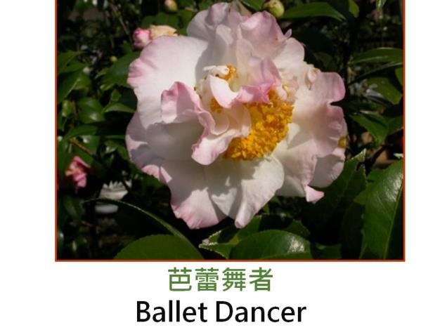 芭蕾舞者Ballet Dancer.JPG