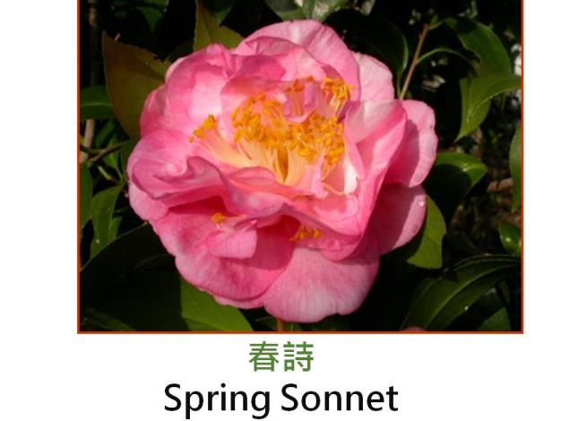 春詩Spring Sonnet.JPG