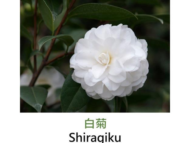 白菊Shiragiku.JPG