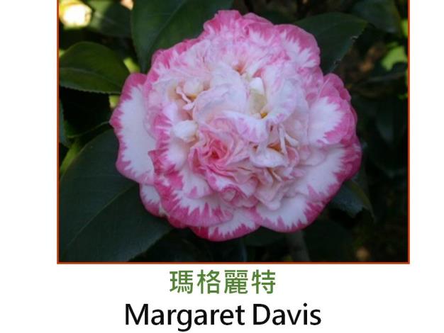 瑪格麗特Margaret Davis.JPG