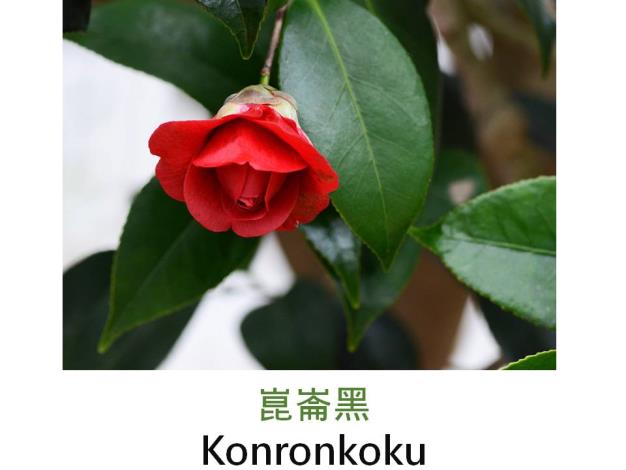 崑崙黑Konronkoku.JPG