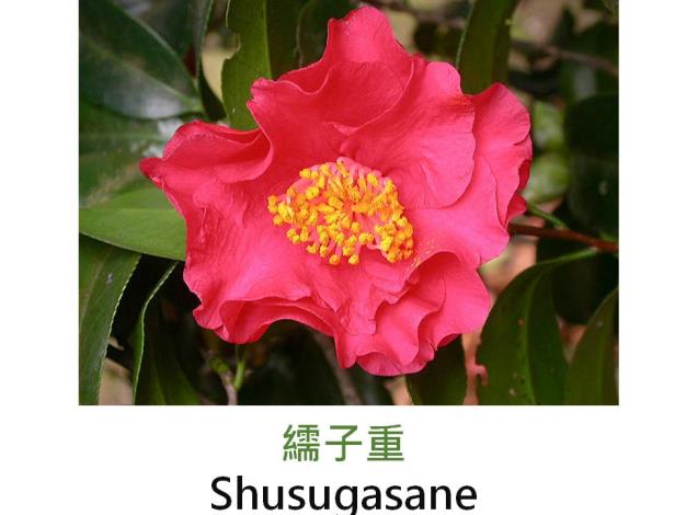 繻子重Shusugasane.JPG