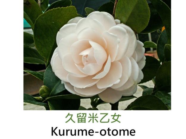 久留米乙女Kurume-otome .JPG