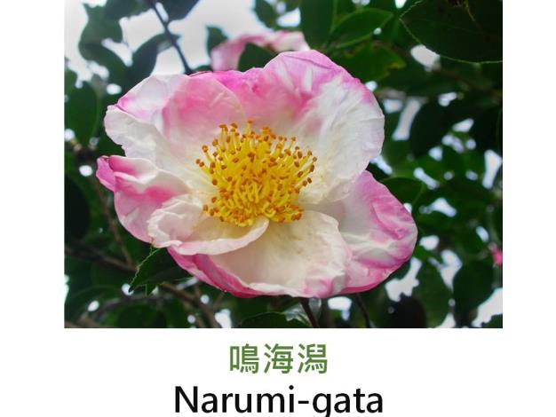 鳴海潟Narumi-gata.JPG