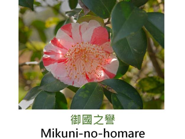 御國之譽Mikuni-no-homare.JPG