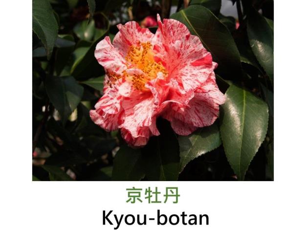 京牡丹Kyou-botan.JPG