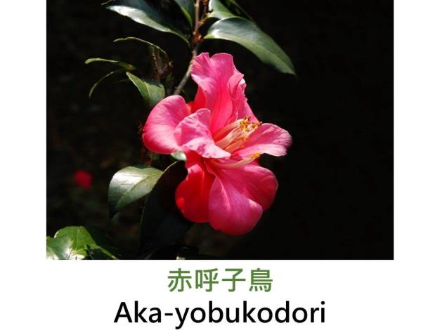 赤呼子鳥Aka-yobukodori.JPG