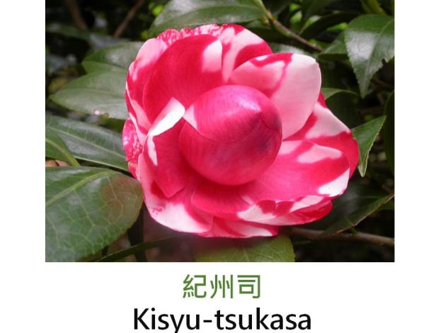 紀州司Kisyu-tsukasa.JPG