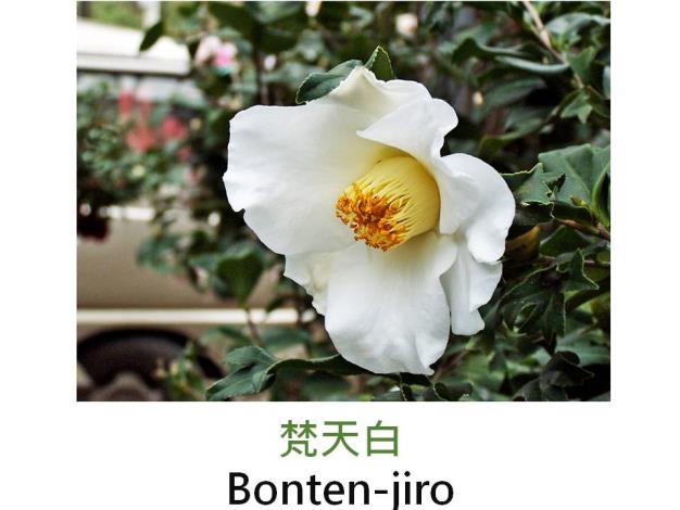 梵天白Bonten-jiro.JPG