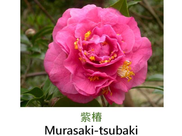 紫椿Murasaki-tsubaki.JPG