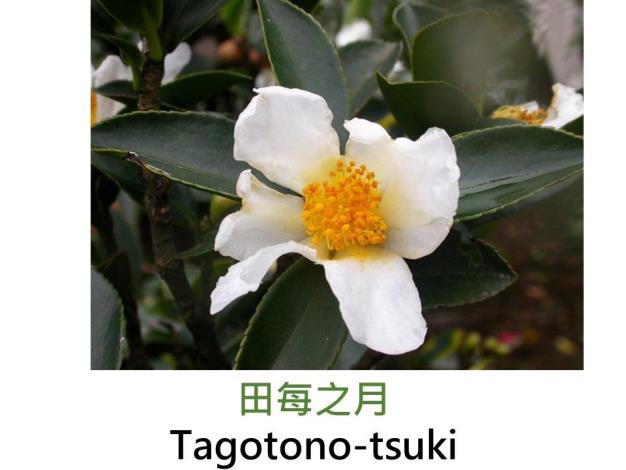 田每之月Tagotono-tsuki.JPG