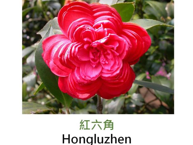 紅六角Hongluzhen.JPG