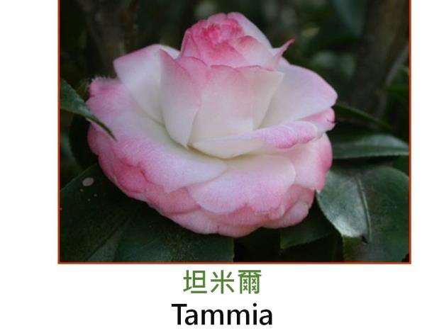 坦米爾Tammia.JPG