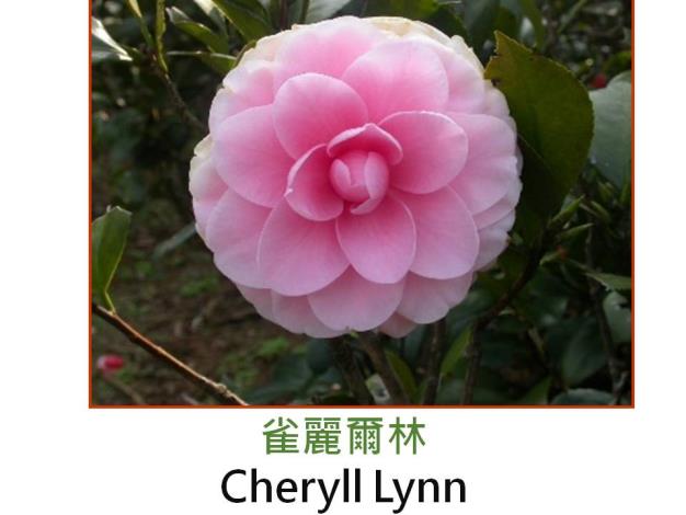 雀麗爾林Cheryll Lynn.JPG