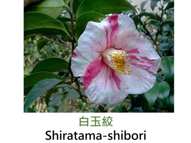 白玉絞Shiratama-shibori.JPG