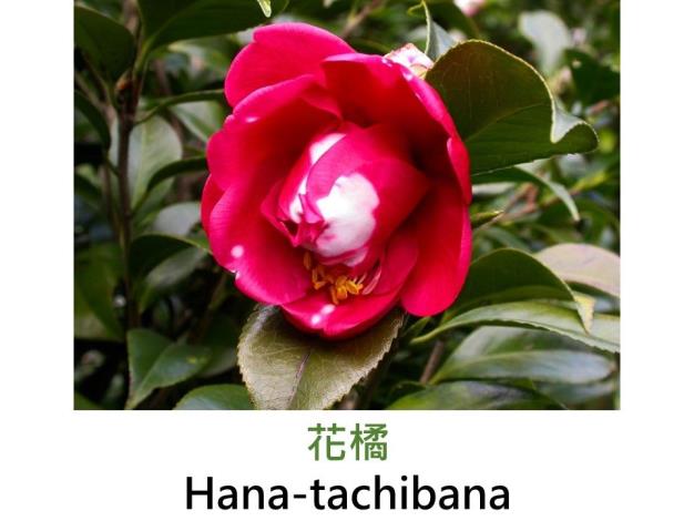 花橘Hana-tachibana.JPG