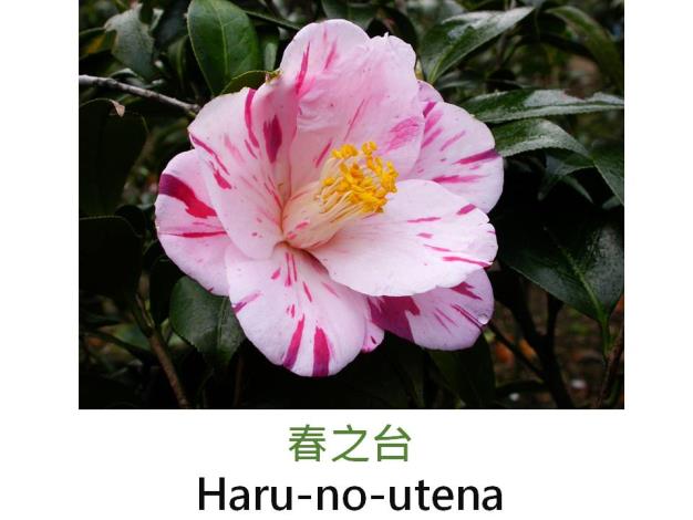 春之台Haru-no-utena.JPG