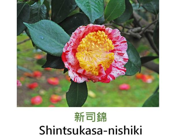 新司錦Shintsukasa-nishiki.JPG