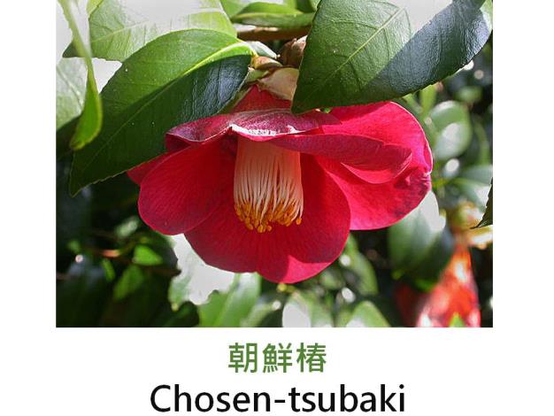 朝鮮椿Chosen-tsubaki.JPG