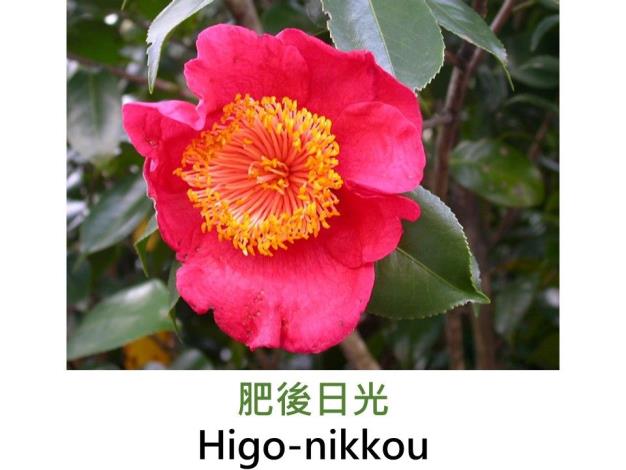 肥後日光Higo-nikkou.JPG