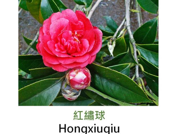 紅繡球Hongxiuqiu.JPG