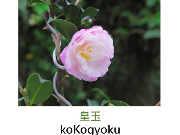 皇玉koKogyoku.JPG