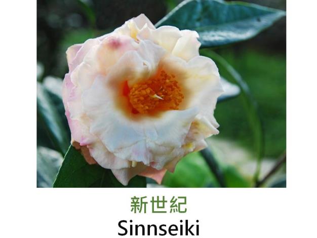 新世紀Sinnseiki.JPG