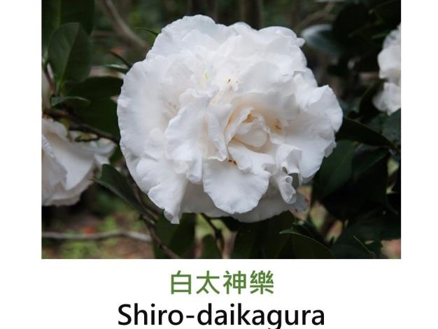 白太神樂Shiro-daikagura.JPG