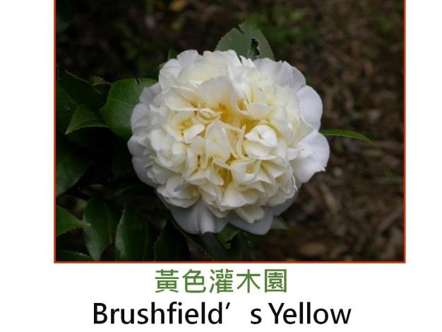 黃色灌木園Brushfield’s Yellow.JPG