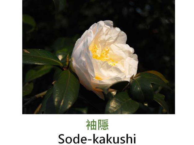 袖隱Sode-kakushi.JPG