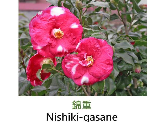 錦重Nishiki-gasane.JPG