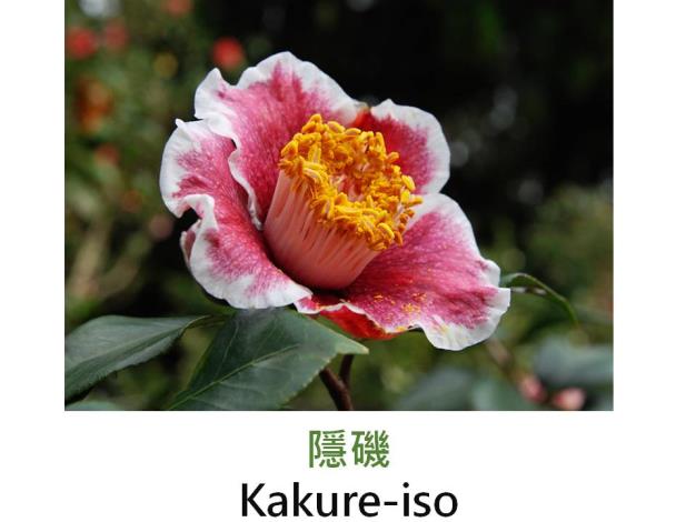 隱磯Kakure-iso.JPG