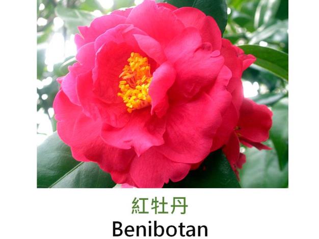 紅牡丹Benibotan.JPG