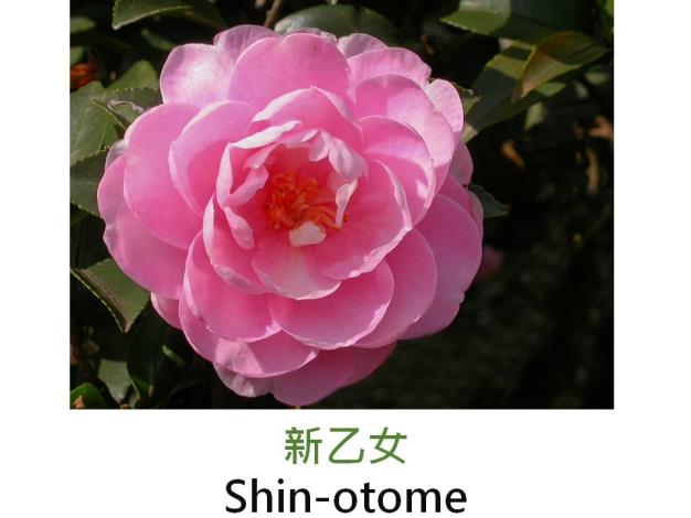 新乙女Shin-otome.JPG