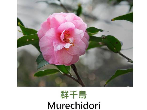 群千鳥Murechidori.JPG