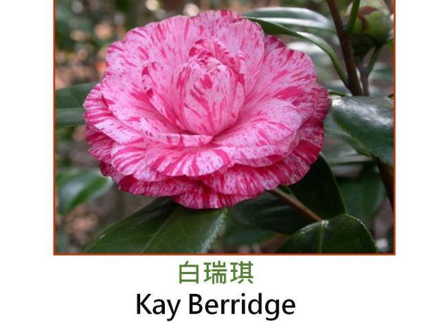 白瑞琪Kay Berridge.JPG