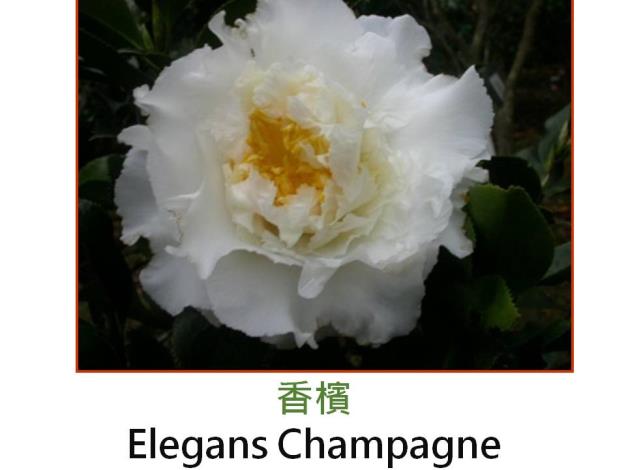 香檳Elegans Champagne.JPG