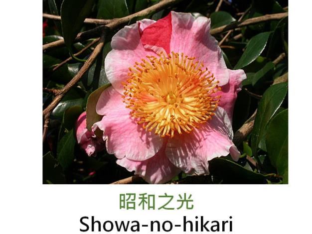 昭和之光Showa-no-hikari.JPG