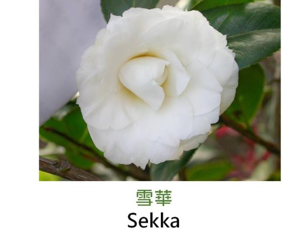 雪華Sekka.JPG