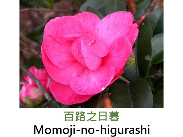 百路之日暮Momoji-no-higurashi.JPG