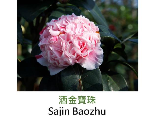 洒金寶珠Sajin Baozhu.JPG