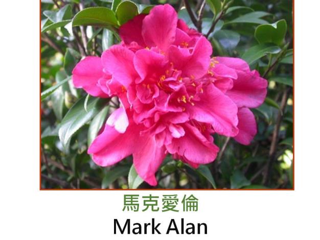 馬克愛倫Mark Alan.JPG