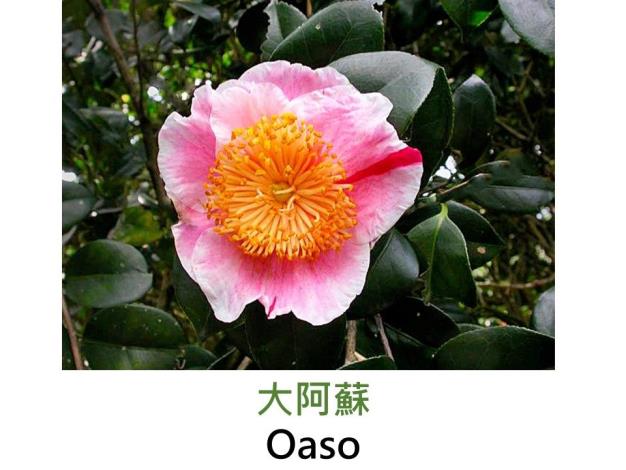 大阿蘇Oaso