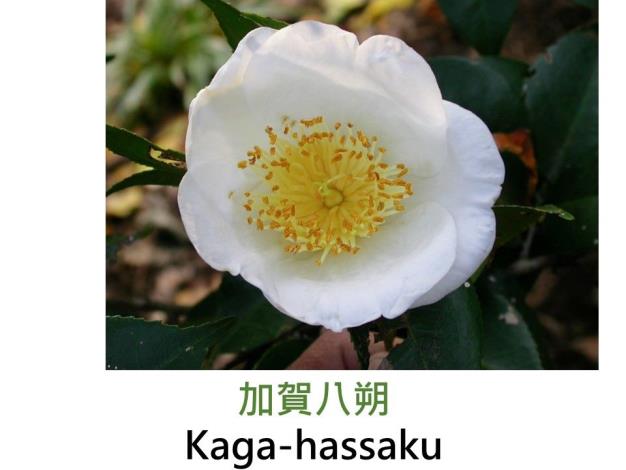 加賀八朔Kaga-hassaku.JPG